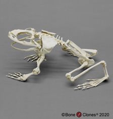 Frog Skeleton, Skeleton Muscles, Animal Skeleton, Skull Reference, Animal Skeletons, Animal Anatomy, Skeleton Bones, Animal Study, Bone Art