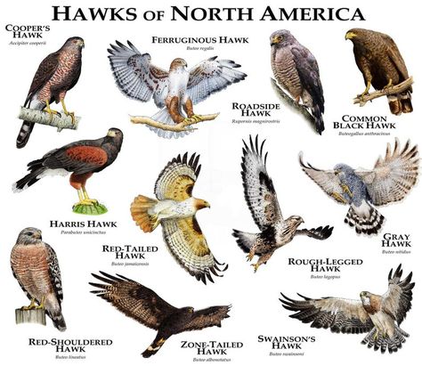 Hawks of North America | Etsy Biome Project, Hawk Species, Harris Hawk, Cooper's Hawk, Red Tailed Hawk, Wildlife Artists, America Art, Biome, Animal Facts