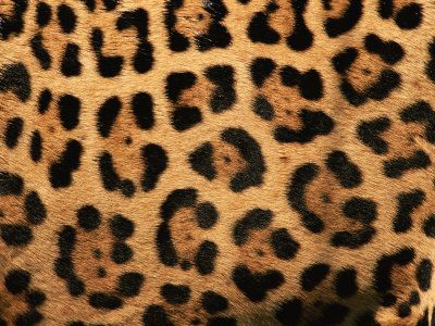 Cheetah vs. Leopard: Can you tell the difference? | Erica B.'s - D.I.Y. Style! Diy Fashion No Sew, Jaguar Leopard, Jaguar Animal, Sew Your Own Clothes, Jaguar Print, Sewing Blogs, Couture Sewing, Animal Skin, Frames For Canvas Paintings