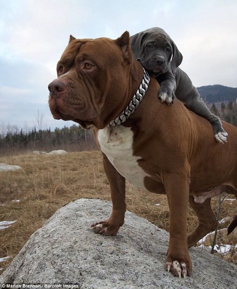 Children of the world's largest pitbull are now training to become fearsome guard dogs Hulk Pitbull, Hulk The Pitbull, Biggest Animals In The World, Big Pitbull, American Pitbull Dog, Rabid Dog, Giant Dog Breeds, Bully Dogs, Bully Breeds Dogs