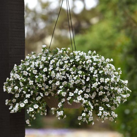 S Bacopa Plant, Shade Loving Flowers, Growing Hydrangeas, Gardening Techniques, Trailing Plants, Garden Bulbs, Evergreen Plants, Ground Cover Plants, Foam Flowers