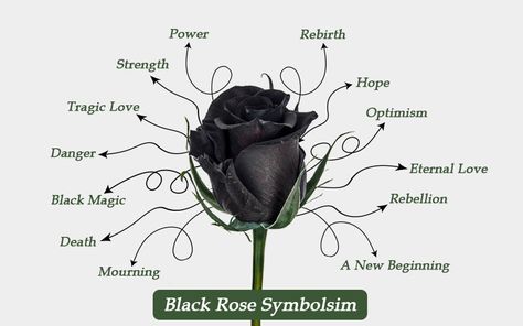 Flowers With Bad Meanings, Rose Incense Meaning, Black Rose Symbolism, Black Rose Meaning, Poem Inspiration, 100 Red Roses, Deadly Plants, Rose Meaning, Gardening Food