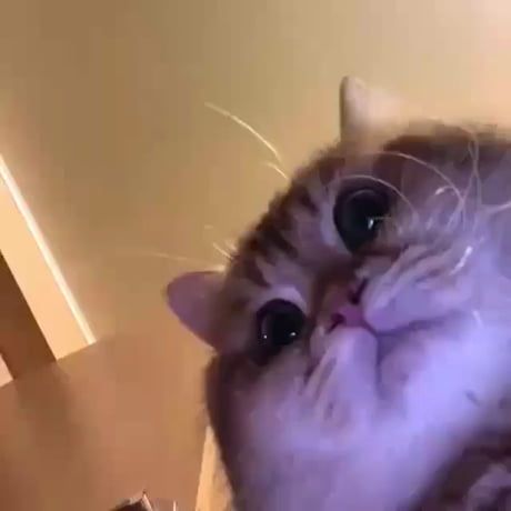 When your friend doesn Cute Cat Memes, Kitten Images, Cute Creatures, Animal Planet, Funny Animal Pictures, Love You More Than, 30 Seconds, Love You More, Kittens Cutest