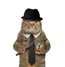 Gentleman Cat Free Stock Photo - Public Domain Pictures Funny Cat Jokes, Animal Studies, Cat Shampoo, Funny Cat Faces, Cats Pictures, Learn A Language, Dream's Cat, Cat Faces, Halloween Cats