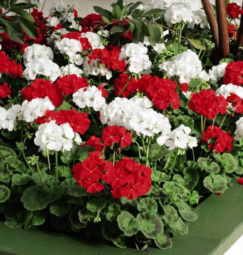 the front yard will have all of it's red and white with geraniums and then ... Red And White Petunias, Red Geraniums Garden, Red And White Garden, Checked Curtains, White Garden Flowers, White Geraniums, Geraniums Red, Capital Cities, Red And White Flowers