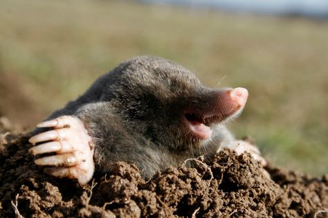 Like the mole on a face, they're hard to get rid of! This one is cute though. Garden Pests, Rodents, An Animal, Pest Control, 귀여운 동물, Garden And Yard, Mole, Gardening Tips, Habitat