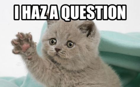 9 Serious Questions Your Cat Wants To Ask You Almost Every Day Week End Quotes, Funny Monday Memes, Cute Cat Memes, Monday Humor, Slaap Lekker, Humor Memes, Funny Cat Memes, Funny Animal Memes, Funny Cat Videos