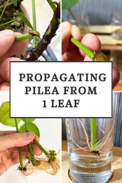 can-you-propagate-pilea-from-a-single-leaf Pilea Peperomioides Propagate, Propagate Pilea, Chinese Money Plant Care, Money Plant Care, Houseplant Propagation, Pilea Plant, Cat Safe Plants, Single Leaf, Pilea Peperomioides