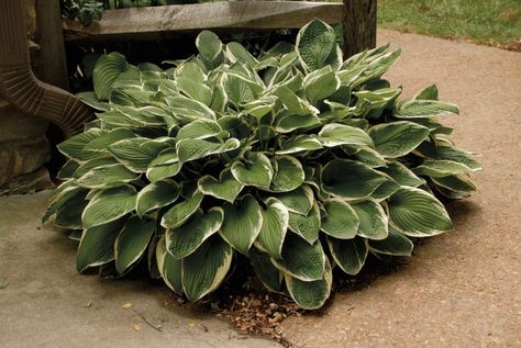 Search Results - Sheridan Nurseries Hosta Francee, Broadleaf Evergreen, Hosta Plants, Sun Perennials, Foundation Planting, Shade Perennials, Ground Cover Plants, Garden Club, Lavender Flowers