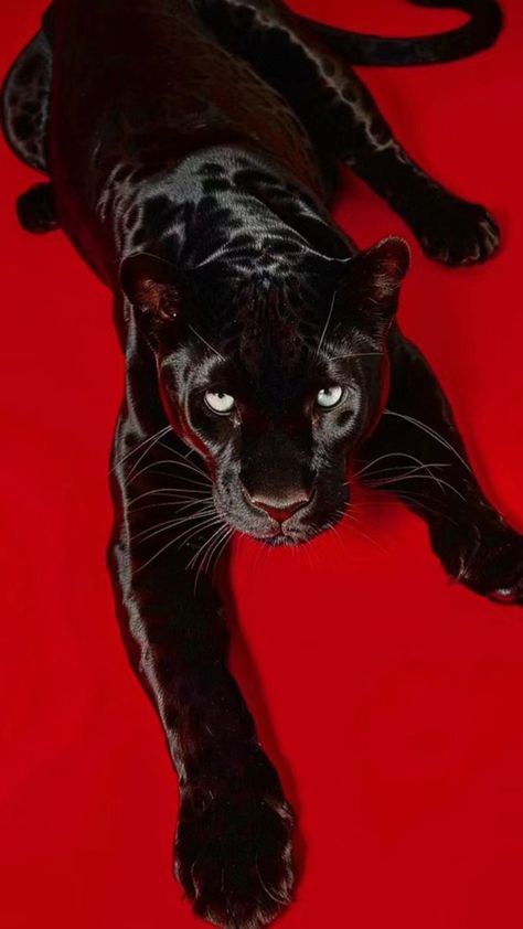 Black Panther Cat Art, Red Animal Aesthetic, Black Panther Animal Aesthetic, Black Panther Wallpaper Aesthetic, Black Jaguar Aesthetic, Jaguar Animal Photography, Red Wallpapers Aesthetic, Tattoo Aesthetic Wallpaper, Black Panther Aesthetic