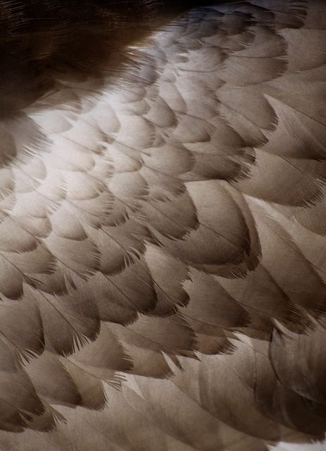 Feathers Texture, Wing Feathers, Bird Feathers Aesthetic, Bird Wing Aesthetic, Feathers Reference, Wings Texture, Feathers Photography, Wing Photography, Avian Aesthetic