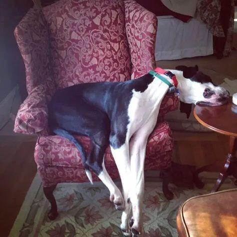 35 Great Danes Sleeping In Totally Ridiculous Positions - The Paws Mantle Great Dane, Great Dane Temperament, Nana Banana, Great Dane Funny, Great Dane Rescue, Blue Great Danes, Dane Puppies, Great Danes, Great Dane Puppy