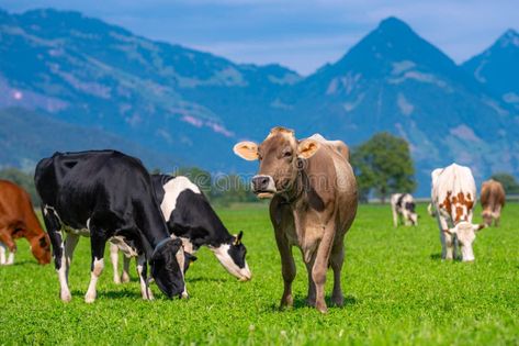 Cows are grazing on a summer day on a meadow in Switzerland. Cows grazing on farmland. Cattle pasture in a green field stock images Switzerland Cows, Herd Of Cows, Cows Grazing, Green Field, Organic Milk, Summer Day, Vector Background, The Field, Summer Days