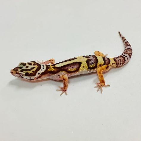 Leopard Gecko Morphs, Pet Snake, Leopard Gecko, Gecko, Reptiles, Animals