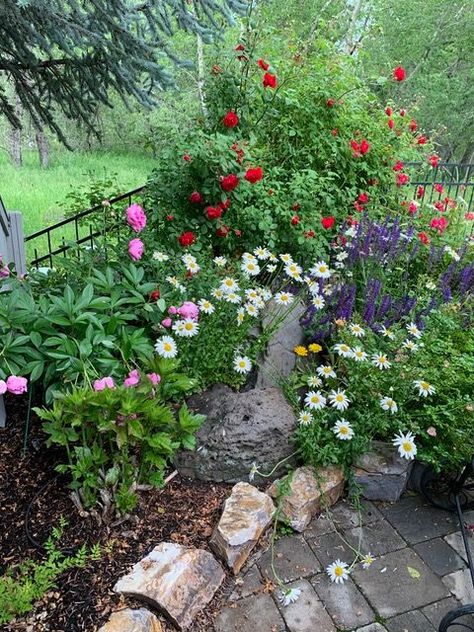 Idaho Gardening, Idaho Garden, Impatiens Flowers, Chicago Botanic Garden, Creeping Jenny, Growing Greens, Cozy Backyard, Garden Idea, Beautiful Yards