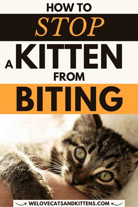 Are you new to sharing your home with a kitten? You're probably wondering how to stop a kitten from biting. It's important to train kittens as early as possible so they learn that biting is an undesired behavior. And below we'll help you learn how to train a kitten not to bite. We can stop kittens from biting by using a mix of interactive toys and proper training. The right tools, time, and patience can be used to correct undesired behavior. Read article for more! Cat Biting Another Cat, Biting Tattoo, Biting Drawing, Training Kittens, Kitten Biting, Kitten Care Tips, Cat Body Language, Cat Health Remedies, Cat Infographic