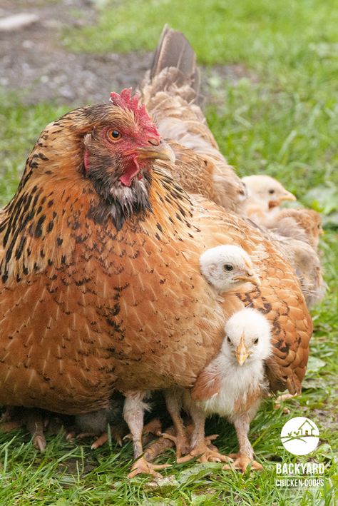 Chickens And Chicks, Pictures Of Chickens, Mother Hen And Chicks, Chicken With Chicks, Pet Chickens Breeds, Chicken Backyard, Hen With Chicks, Broody Hen, Chicken Aesthetic