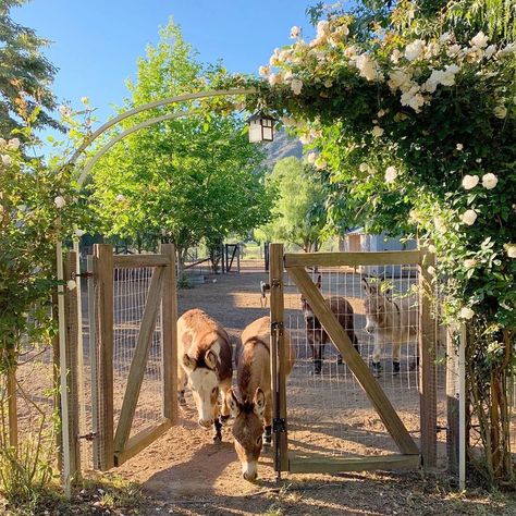 Animal Sanctuary Design, Shed Backyard, Mini Donkeys, Farm Animal Sanctuary, Brooke Giannetti, Patina Farm, Custom Backyard, Cedar Garden, Play Garden