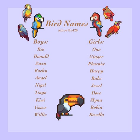 Bird Pet Names, Names For Pet Birds, Pet Bird Names Ideas, Bird Nicknames, Bird Names For Babies, Names For Parrots, Bird Names Ideas, Parrot Names, Pet Bird Names