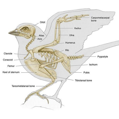 Bird Carving Patterns, Animal Biology, Bone Drawing, Bird Anatomy, Bird Bones, Creature Anatomy, Equine Veterinary, Ghibli Background, Song Sparrow