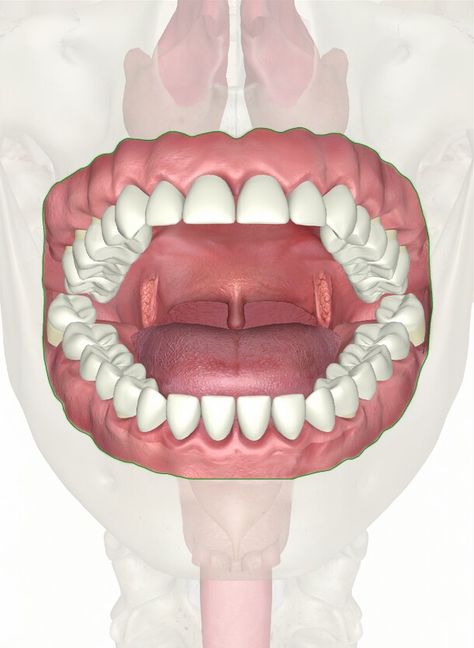 Get Rid Of Cavities Naturally, Mouth Anatomy, Mouth Photography, Teeth Illustration, Human Mouth, Human Digestive System, Fake Teeth, 3d Illustrations, Anatomy Drawing