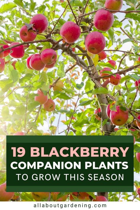 In this article, our gardening expert shares her favorite plants to grow with Blackberries this season. Come check it out! Blackberry Plants, Blackberry Bush, Growing Blackberries, Fruit Bearing Trees, Growing Fruit Trees, Companion Plants, Plants To Grow, Container Gardening Vegetables, Growing Fruit