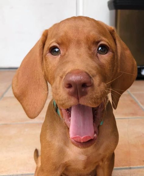 Vizsla Puppies, Vizsla Dogs, Pretty Dogs, Fluffy Dogs, Cute Animals Images, Best Dog Breeds, Wiener Dog, Baby Dogs, Little Dogs