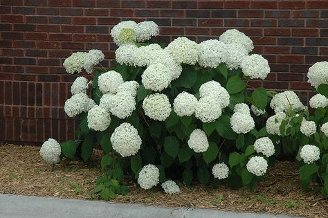 Click to view a full-size photo of Incrediball Hydrangea (Hydrangea arborescens 'Abetwo') at Dutch Growers Garden Centre Hydrangea Incrediball, Hydrangea Arborescens Incrediball, Hydrangeas Garden, Incrediball Hydrangea, Annabelle Hydrangea, Hydrangea Landscaping, Hydrangea Arborescens, Backyard Gardens, Urban Gardens