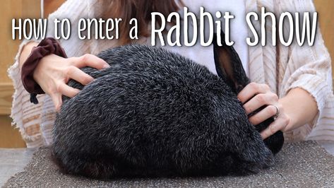 Showing Rabbits In 4h, Silver Fox Rabbit, How To Raise Meat Rabbits, Free Roaming Rabbit Ideas, Rabbit Bonding Tips, Rabbit Record Keeping, New Zealand Rabbits, Show Rabbits, Silver Foxes