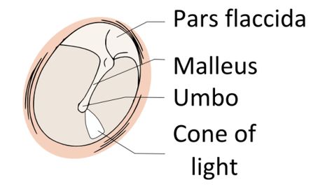 Difference Between Right and Left Tympanic Membrane Check more at https://in4arts.com/difference-between-right-and-left-tympanic-membrane.html Tympanic Membrane, Free Videos, Counseling, Pie Chart, Presentation, Health