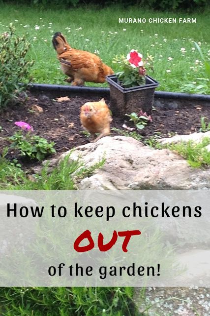 Chickens Homestead, How To Keep Chickens, Plastic Garden Fencing, Urban Chicken Farming, Chicken Fence, Baby Chicks Raising, Urban Chickens, Backyard Chicken Farming, Raise Chickens