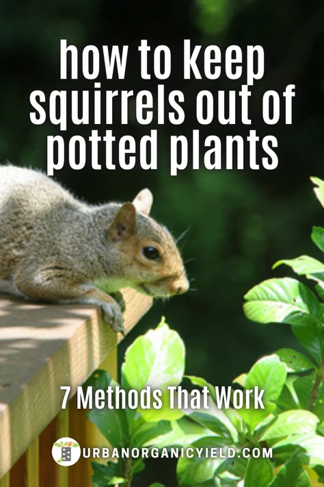 Plant Cages Diy, Keeping Squirrels Out Of Flower Pots, Keep Squirrels Out Of Potted Plants, How To Keep Squirrels Out Of Flower Pots, How To Keep Squirrels Out Of Garden, Keep Squirrels Out Of Garden, Squirrel Symbolism, Ditch Lilies, Repel Squirrels