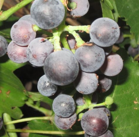 Concord Grapes on the vine Jalapeno Grape Jelly Recipe, Habenero Jelly, Jalapeno Jelly Recipes, Concord Grapes, Jalapeno Jam, Jalapeno Jelly, Grape Jam, Homemade Jelly, Grape Jelly