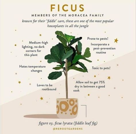 🌿 Ficus: Members of the Moraceae Family 🌿 Known for their "fiddle" care, Ficus plants are among the most popular houseplants in the jungle of indoor gardening. Here's what you need to know to keep your Fiddle Leaf Fig (Ficus Lyrata) happy and healthy! 🌱✨ Ficus Care Tips: • Lighting: Prefers medium-high lighting. Avoid dark corners. • Watering: Allow the soil to get 75% dry between a good soak. • Temperature: Hates temperature changes, so keep it stable. • Pests: Prone to pests; incorporate ... Ficus Plant, Plant Enamel Pin, Indoor Oasis, All Things Green, Pest Prevention, Plant Care Tips, Plant Journal, Ficus Lyrata, Plant Box