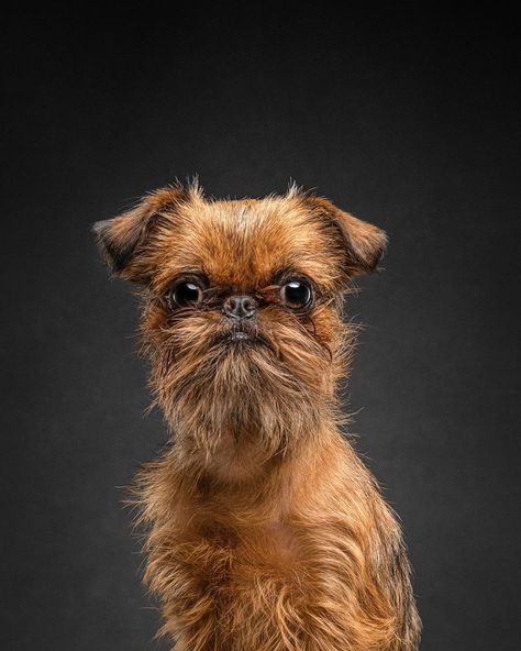 14 Things You Didn’t Know About the Brussels Griffon Breed | PetPress Griffin Dog, Brussels Griffin, Brussels Griffon Puppies, Brussel Griffon, Brussels Griffons, Affenpinscher Dog, Griffon Bruxellois, Griffon Dog, Dogs Grooming