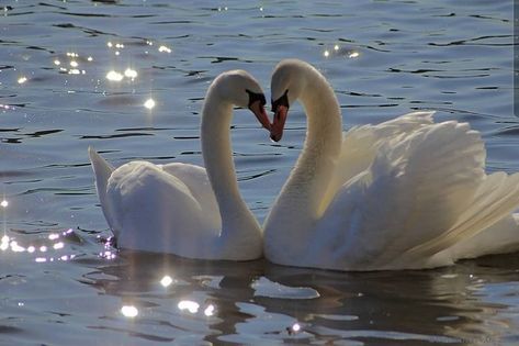 Swans, A Heart, Swimming, Water, White