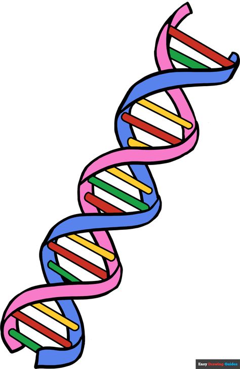 Learn to draw DNA. This step-by-step tutorial makes it easy. Kids and beginners alike can now draw a great looking DNA. Science Art Drawings, Dna Sticker, Dna Drawing, A Human Heart, Science Drawing, Dna Art, Real Heart, Scientific Drawing, Blending Colored Pencils