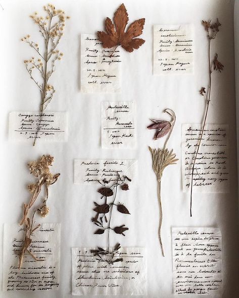 floral wildflower specimens Plant Journal, 카드 디자인, Aesthetic Indie, Witch Aesthetic, Nature Journal, Inspiration Wall, Types Of Flowers, Photo Instagram, Book Of Shadows