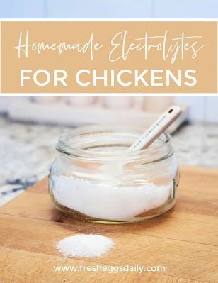 How to Make Homemade Electrolytes for Chickens - Fresh Eggs Daily® House Pond, Raising Chicken, Backyard Ducks, Natural Electrolytes, Heat Exhaustion, Urban Chickens, Backyard Chicken Farming, Chicken Health, Chicken Keeping