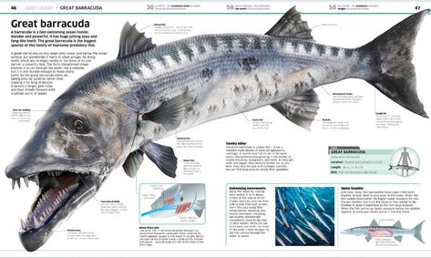 ArtStation - Barracuda spread, Peter Minister Barracuda Fish, Idoneth Deepkin, Mc Ideas, Animal Reference, Biology Notes, Marine Biology, Prehistoric Animals, Finding Nemo, Endangered Species