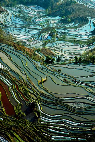 www.gettyimages.fr/Search/Search.aspx?assettype=image&amp...  Riziéres yuang yuang yunnan chine Yunnan China, Rice Field, Rice Terraces, Soyut Sanat Tabloları, Design Office, China Travel, Places Around The World, Aerial View, Phone Wallpapers