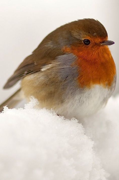 European Robin, Red Robin, Robin Bird, Nature Birds, Bird Pictures, Pretty Birds, Bird Photo, Colorful Birds, Watercolor Bird