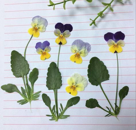 Dry Flowers For Resin, Pansy Tattoo, Viola Tricolor, Jeff Leatham, Plant Study, Floral Watercolor Paintings, Art And Craft Materials, Flower Leaves, Leaf Drawing