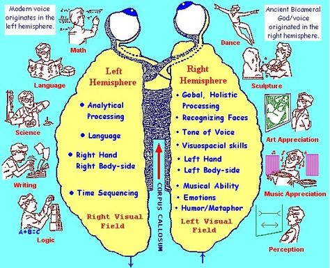 Idea 1:Integrate. Connect and redirect.  when child is having emotional control issue, connect emotionally first, which is right brain. Then, bring on the left brain discipline and logic. Left Brain Right Brain, Teenage Brain, Corpus Callosum, Brain Based Learning, Left Brain, Brain Gym, The Human Experience, Brain Science, Art Therapy Activities