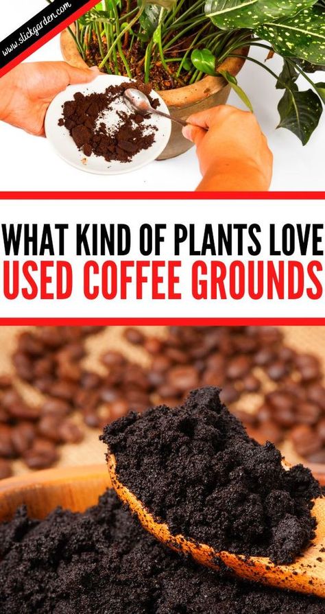 Potassium For Plants Diy, Make Fertilizer For Plants, How To Dry Coffee Grounds, Uses For Coffee Grounds In The Garden, Used Coffee Grounds Uses Garden, Use For Coffee Grounds, Fertilizers For Plants, Coffee For Plants Gardening Tips, Using Coffee Grounds In Garden