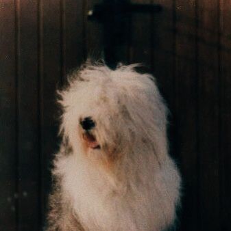 Shepard Aesthetic Sheep, Sheep Dog Aesthetic, Old English Sheepdog Aesthetic, Old Dog Aesthetic, Farm Dog Aesthetic, Sheepdog Aesthetic, Old Indie Aesthetic, Old English Aesthetic, Sheep Aesthetic