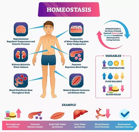 [LS1-3] Feedback Mechanisms and Homeostasis | Biology Dictionary Human Body Worksheets, Osmotic Pressure, Basic Anatomy, Basic Anatomy And Physiology, Parasympathetic Nervous System, Body Cells, Yoga School, Skeletal Muscle, Anatomy Physiology