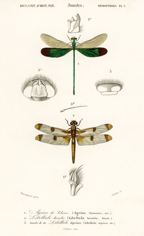 Different types of dragonflies illustrated by Charles Dessalines D' Orbigny (1806-1876). Digitally enhanced from our own 1892 edition of Dictionnaire Universel D'histoire Naturelle. | free image by rawpixel.com Types Of Dragonflies, Dragonfly Illustration, Flamingo Illustration, Vintage Wall Art Prints, Dragonfly Insect, Vintage Dragonfly, Free Illustration Images, Dragonfly Prints, Bird Wall Art