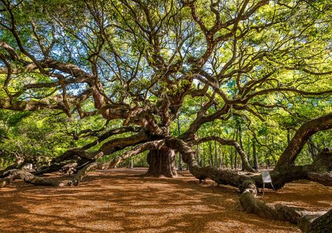 The Most Beautiful Tree In America Is Right Here In South Carolina... And It Isn't General Sherman Angel Oak Tree, Angel Oak Trees, Myrtle Beach State Park, Moebius Strip, General Sherman, Famous Trees, Angel Oak, Sequoia Tree, Animals And People