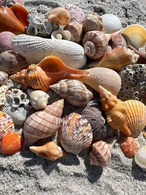 Seashells Photography, Sanibel Island Florida, Captiva Island, Pinterest Diy Crafts, Shell Beach, Sanibel Island, Beach Combing, Dream House Decor, Beach Glass